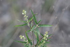 Croton bonplandianus
